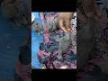 Feeding Time with Baby Pigeons - Watch Their Tiny Wings Flutter!" #Shorts
