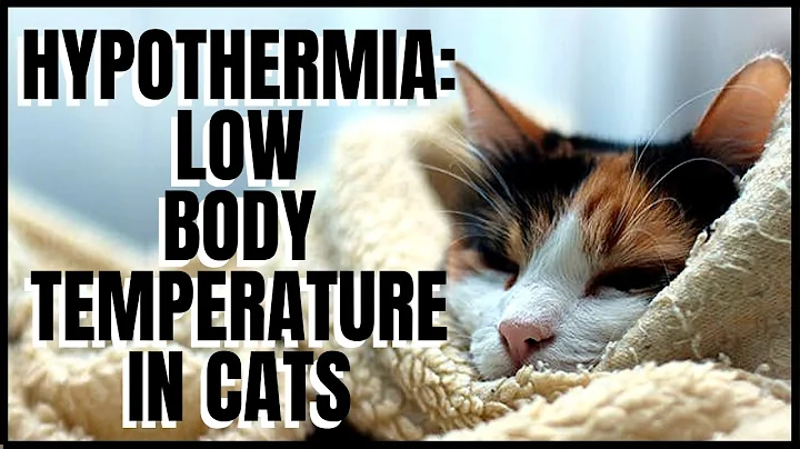 Hypothermia: Low Body Temperature in Cats - DayDayNews