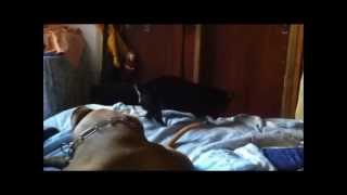 Tika The Min Pin shows Dexter The Pit Bull how to dig to China!
