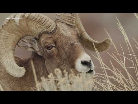 ARRI Signature Zooms at Yellowstone National Park