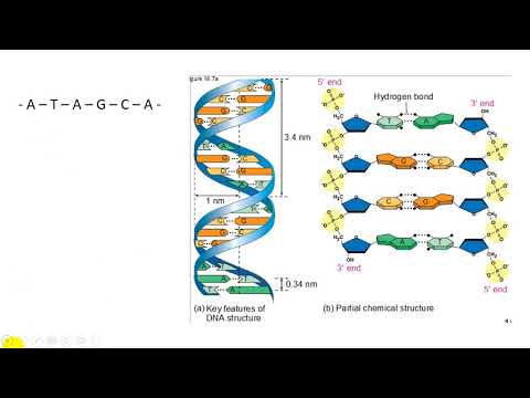 Giải thích nguyên tắc đa phân và nguyên tắc bổ sung của DNA