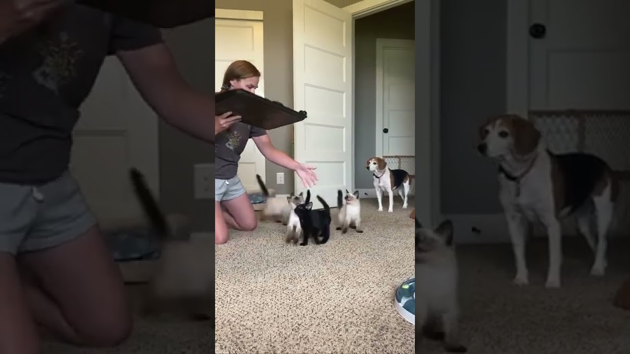 Les chatons s'affrontent pour la nourriture