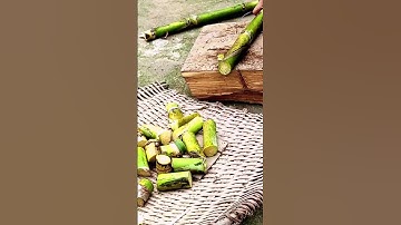 technique of cutting sugar cane with a sharp machete #shorts