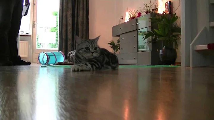 Video 2806231: tabby british shorthair kittens, british shorthair silver tabby, shaded british shorthair kitten, british shorthair black kitten, kitty