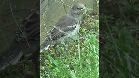 Baby mocking Bird Trying to Pick a Wild Flower I North American Wild Backyard Birds #shorts