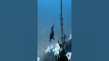 A different kind of bird watching #birds  #fishing  #scubadiving  #adventure  #underwater  #ocean