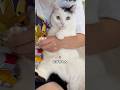 おっとり猫の爪切り拒否の仕方がこちらのサムネイル