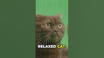 Cat Talk: Decoding Feline Signals! #catbreeds #catsofyoutube #FelineSignals #catcommunication