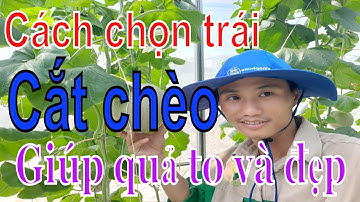 Hướng dẫn chọn trái cắt chèo cây dưa lưới giúp quả to và đẹp htx tâm nông việt