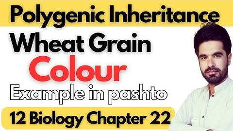 Polygenic Inheritance Example | Wheat Grain Colour | Class 12 biology