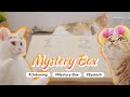 Cats Unboxing Mystery Box - What Inside? 1️⃣Crazy Eyelash+2️⃣?+3️⃣?+4️⃣?