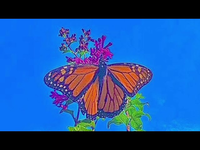 mariposa ~ peach tree rascals (slowed + reverb) class=