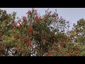 Mesmerizing Beauty of the Biggest Red Bottlebrush Tree in Spring Season Tropical Climate