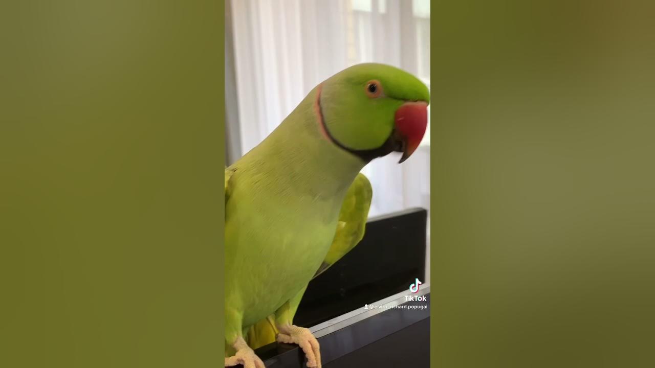 говорящий ричи