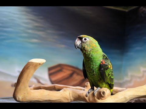 Video: Military Macaw