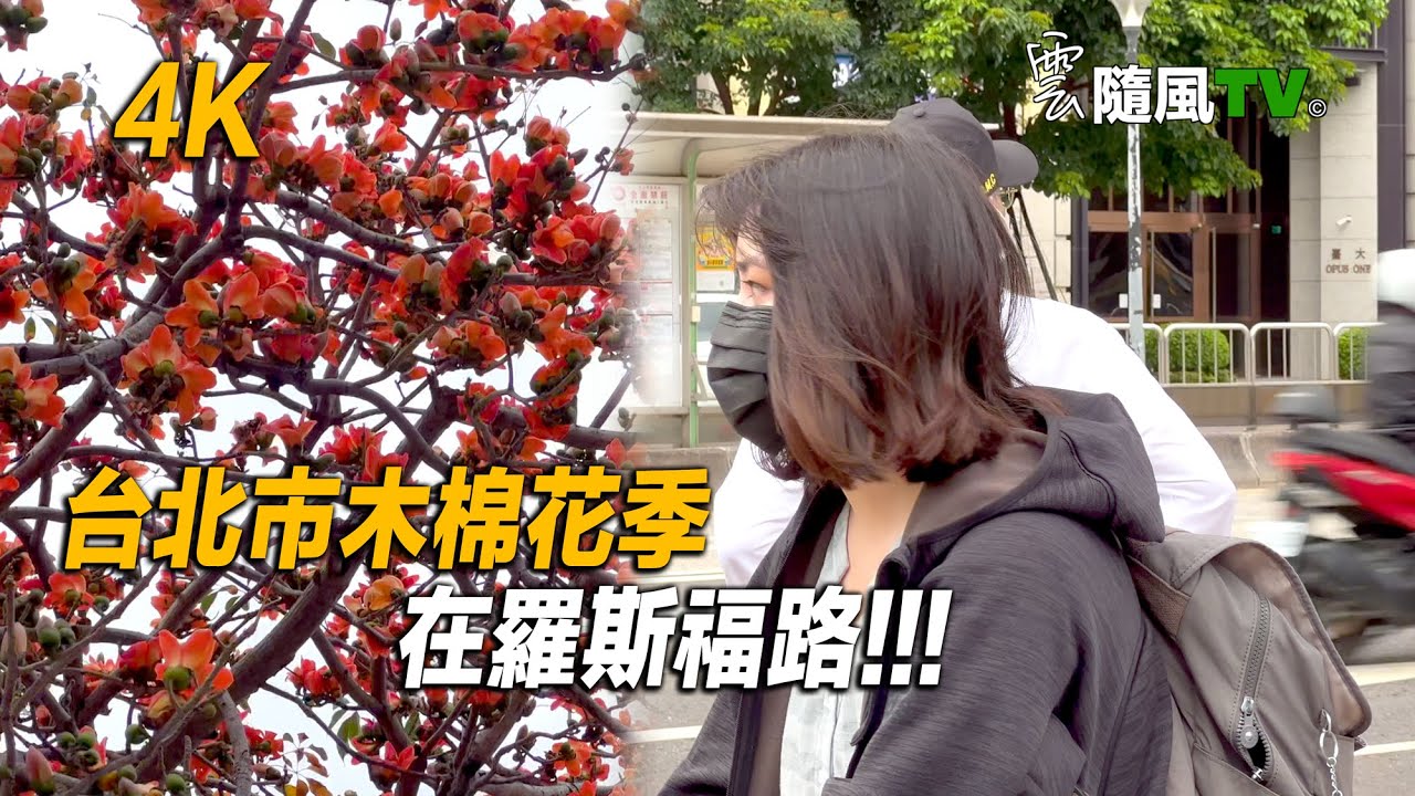 4k 哇 木棉花季到了 台北市羅斯福路一整條橘色木棉花道呢 Youtube