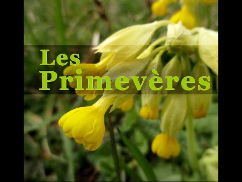 Vidéo: Primrose (herbe) - Propriétés Utiles Et Utilisation De Primevère, Sirop De Primevère. Primevère De Printemps, Herbion, écarlate, Grande, Primevère