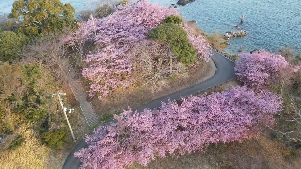 愛媛県最北端 大角鼻 大角海浜公園 河津桜