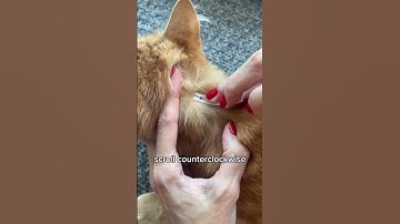 How to get rid of a tick #cat #cats #shorts