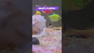 Adolf's Catfish