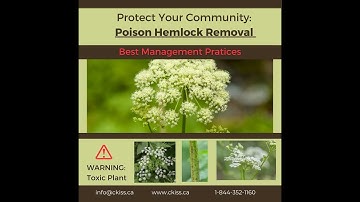 CKISS Poison Hemlock Removal: Best Management Practices