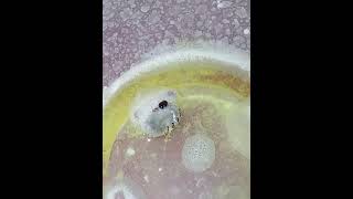 Popping A Tick In Hydrogen Peroxide