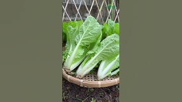 Giống cải bẹ dún lai F1 cây to mập, nặng ký, dễ chăm sóc