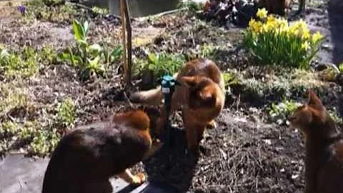 Video 324101: abyssinian cat playing, somali cat playing
