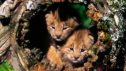 TOP 10 loài động vật có nguy cơ tuyệt chủng cao nhất (phần 1)