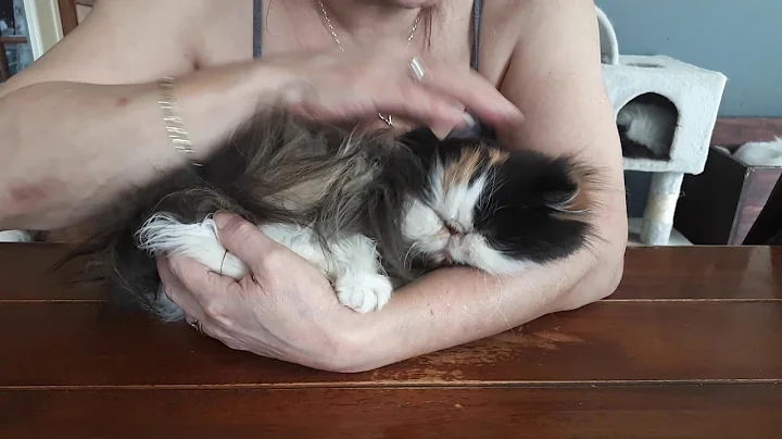 Video 3715421: persian cat cuddle, persian mom, persian girl