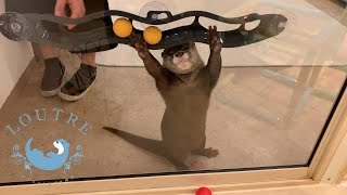 【双子のカワウソ】おだしとおつゆと窓にくっつくおもちゃ　Otter　Odashi ＆ Otsuyu and toy sticking to the window