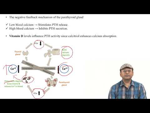 Structure & Functions of Endocrine Glands