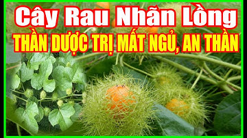 Cây Rau Nhãn Lồng(Lạc Tiên), Trị Mất Ngủ, An Thần, Ngủ Ngon & Nhiều Công Dụng Quý.