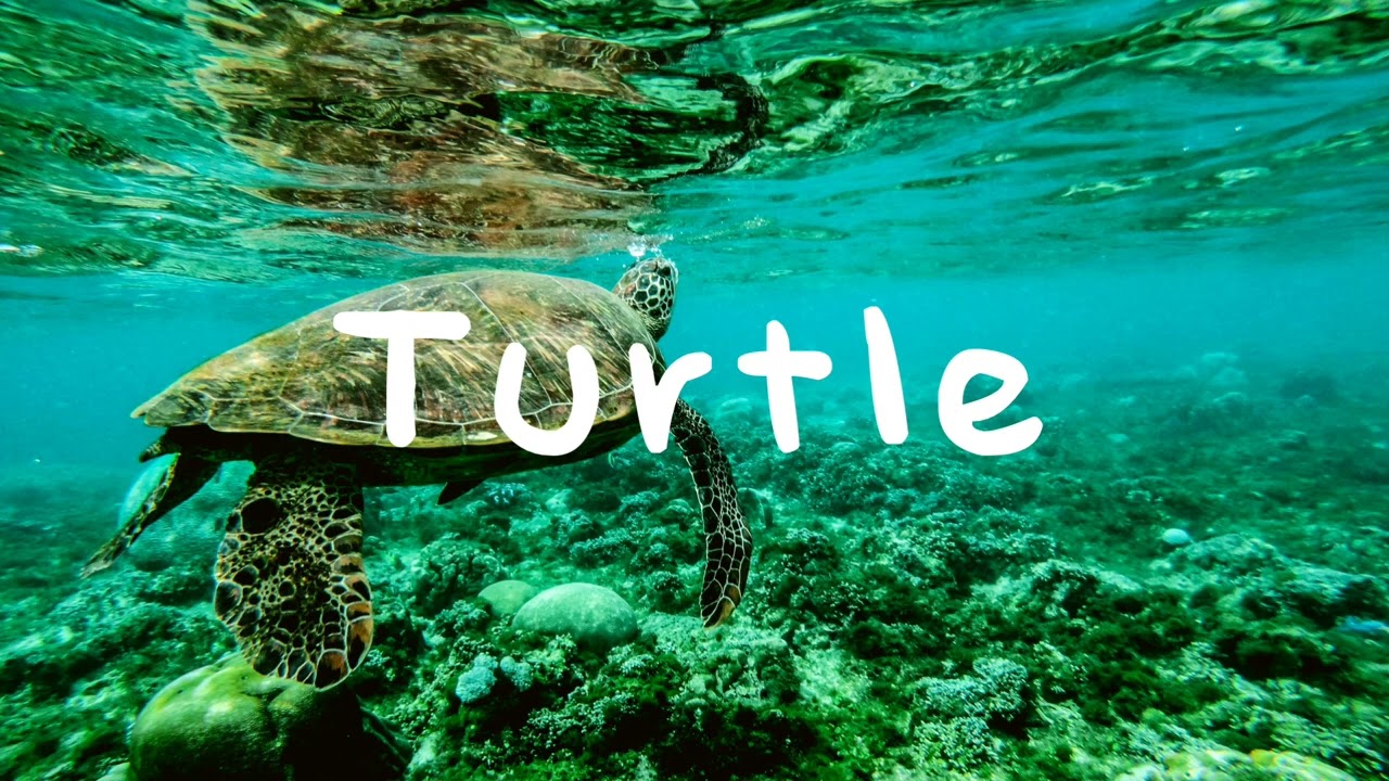 Lichu — Turtle auf YouTube ansehen Lichu — Turtle auf YouTube ansehen