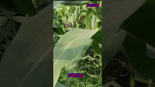 බඩඉරිගු වගාව | bada irigu wagawa | Corn cultivation from start to finish shorts