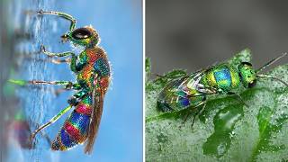 Jewel Wasp 🐝 It ZOMBIFIES Cockroaches!