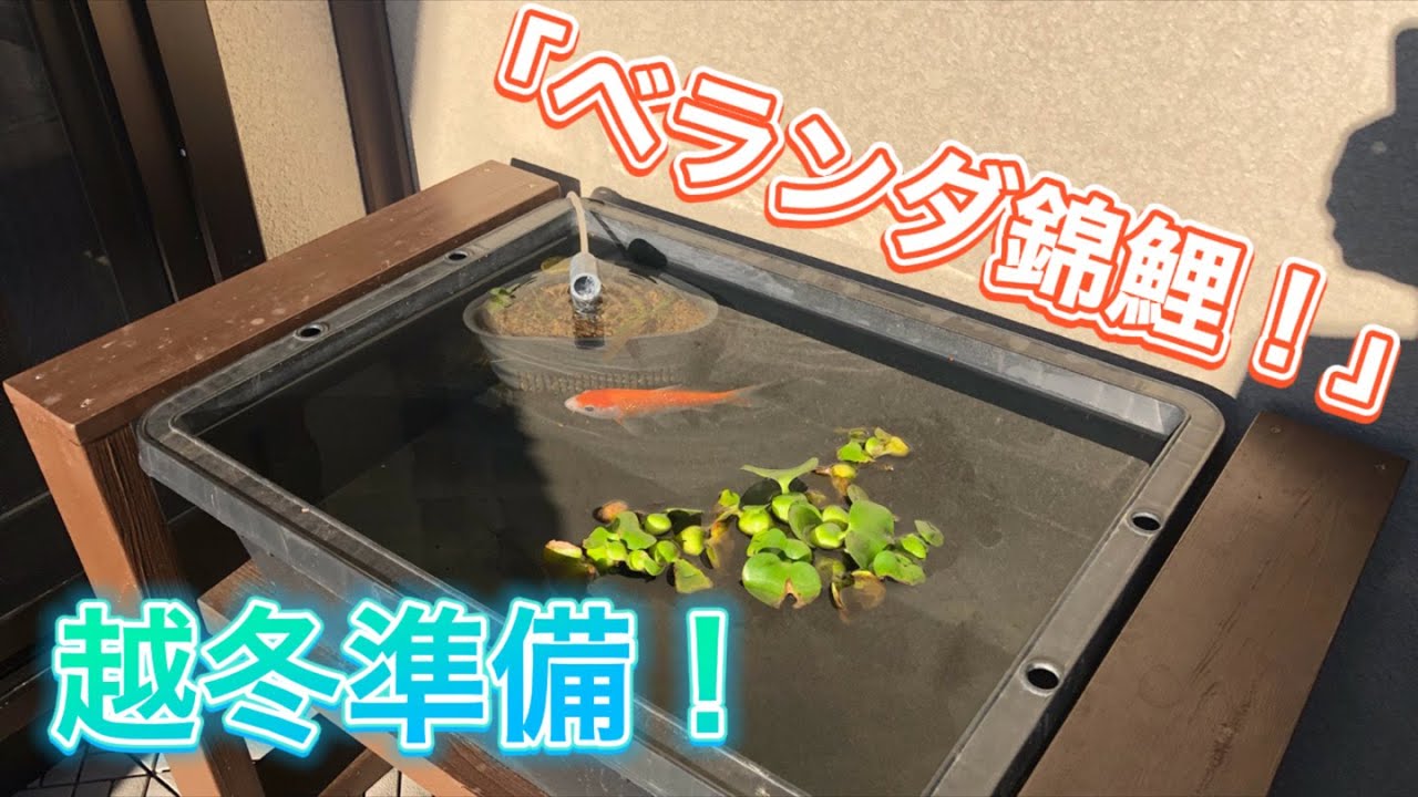 Cleaning up your balcony biotope for winter!