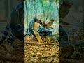 Baby Tiger vs Anaconda | Eagle Saves the Day. #tigerreserve #eaglerescue #wildliferescue