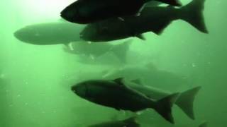 Chinook Salmon at the Bonneville Dam Fish Ladder
