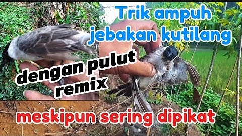 Cara efektif mikat burung kutilang menggunakan pulut kombinasi.