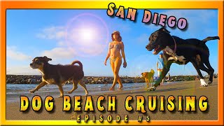 Cruising DOG BEACH Episode 5!  Happy Dogs having the best day EVER at Ocean Beach in San Diego 4K