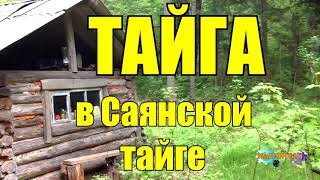 ТАЙГА | В Саянской Тайге