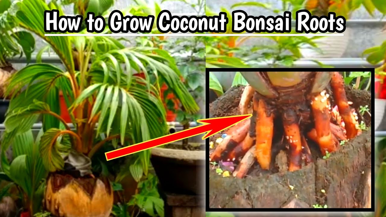  Cara  Cepat  Menumbuhkan  Akar pada  Bonggol Bonsai  Kelapa 