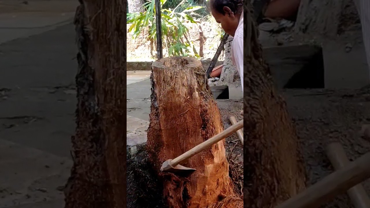 Mini vlog 22 Coconut Tree root cutting  || 