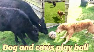 My Dexter cows playing Ball with my dog on the Oddball ranch here in Sunny West Oxfordshire