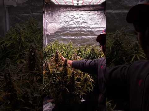 THE VEG RECIPE #plants #organicfarming #gardening