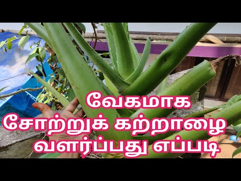 சோற்றுக் கற்றாழையை வேகமாக வீட்டில் வளர்ப்பது எப்படி?