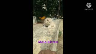 Persian kittens for sale in India by Feline Dynasty 75 views 2 years ago 46 seconds