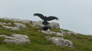 Baby Raven begging for food - May 2023