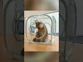 子猫時代の噛み癖を思い出した猫